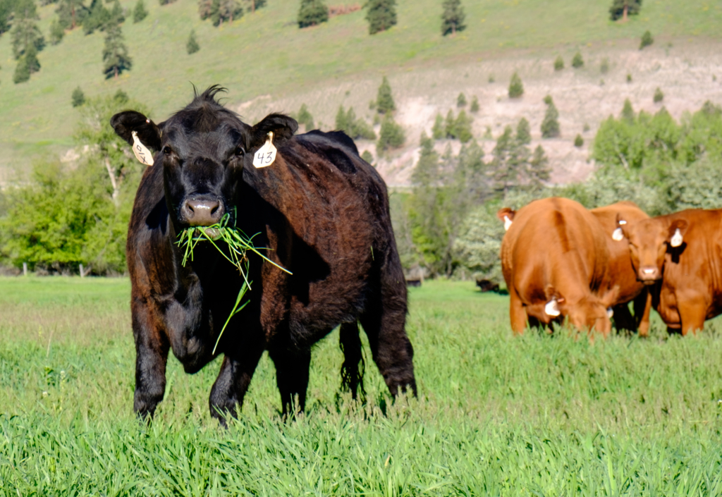 Cow Eating Grass 1 Of 1 Oxbow Cattle Company